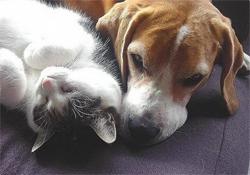 Жировая дистрофия печени у кошек – гепатоз у кота