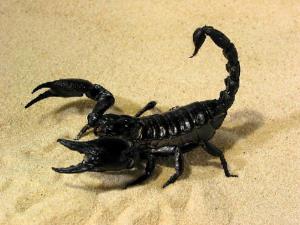 Чем кормить скорпиона в домашних условиях?