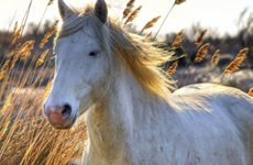 Неотложная ветеринарная помощь лошадям